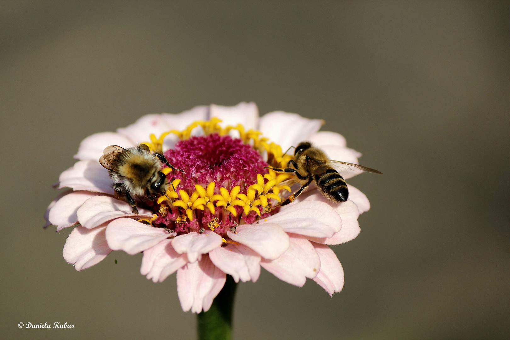 Biene und Hummel teilen sich eine Blüte