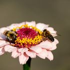 Biene und Hummel teilen sich eine Blüte