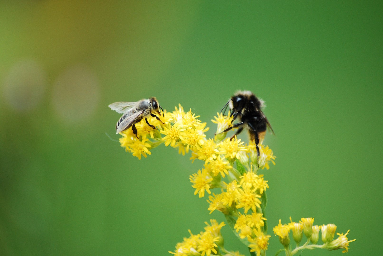 Biene und Hummel treffen sich zum Lunch