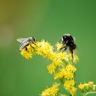 Biene und Hummel treffen sich zum Lunch