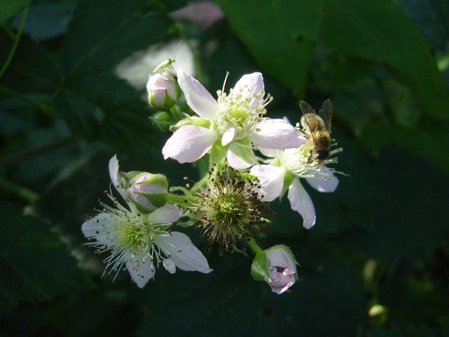 Biene und Käfer