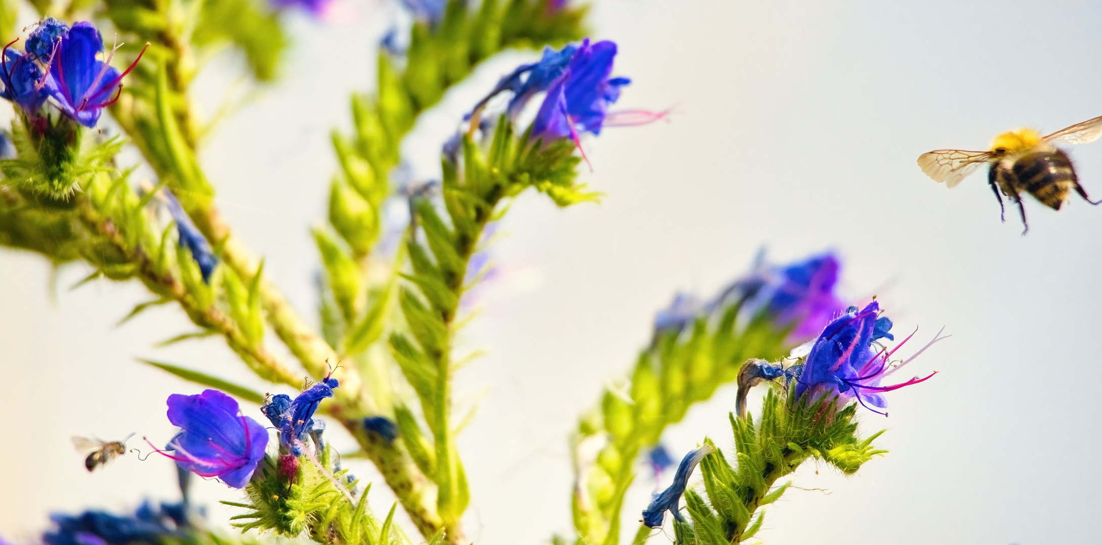 Biene und kleines Insekt an blauen Blüten 