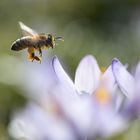 Biene und Krokus