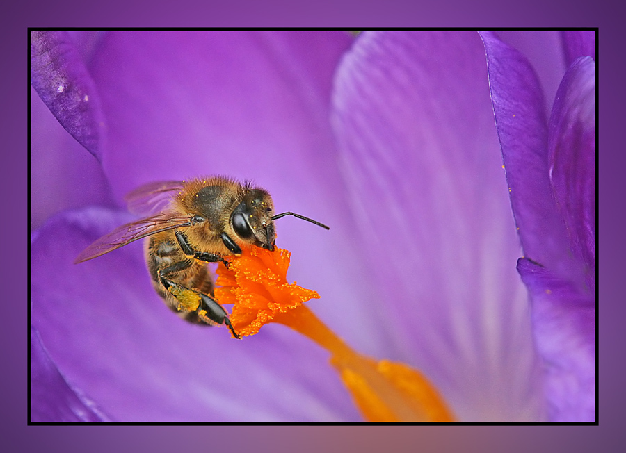 Biene und Krokus