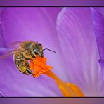 Biene und Krokus