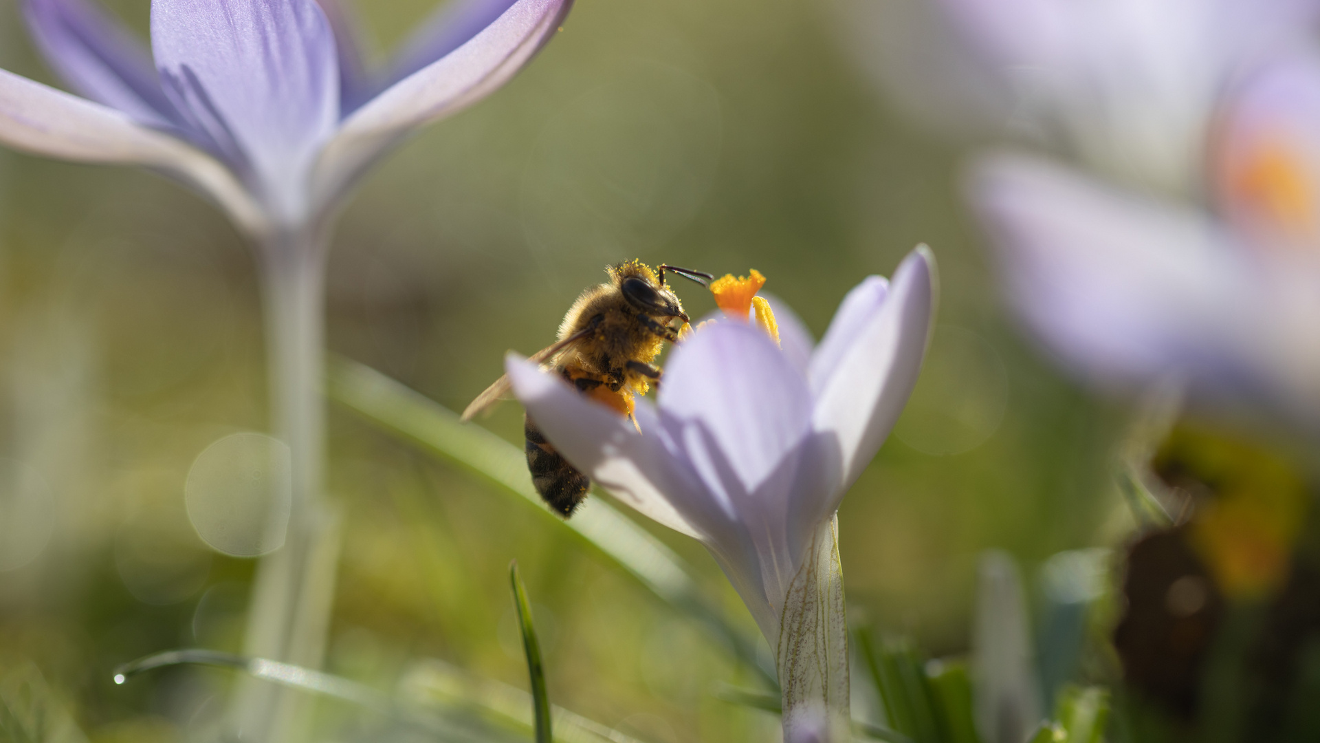 Biene und Krokus II