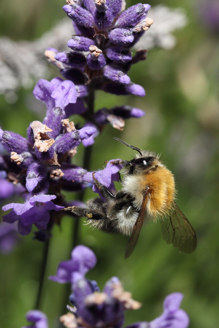 Biene und Lavendel