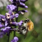 Biene und Lavendel