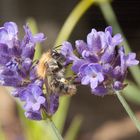 Biene und Lavendel