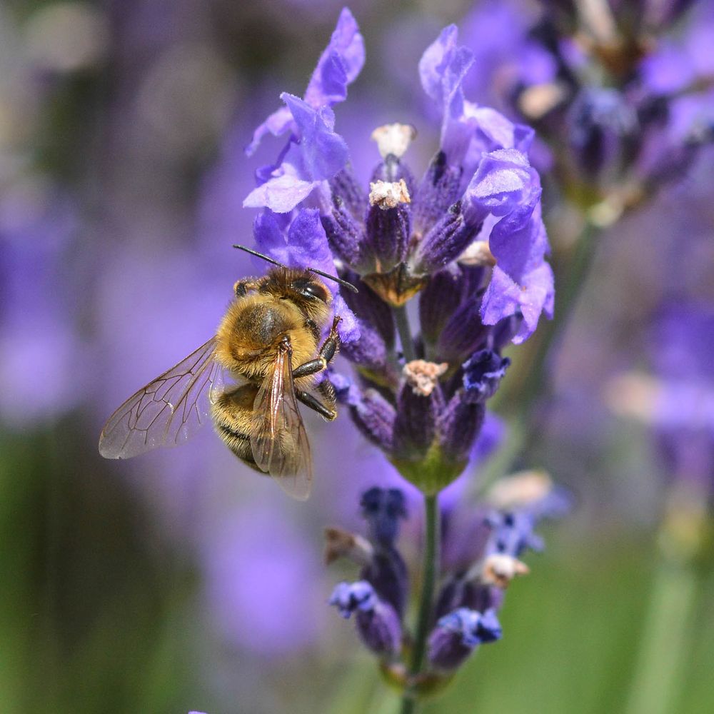 Biene und Lavendel