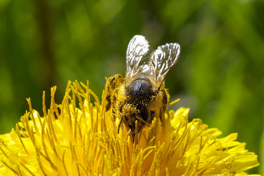 Biene und Löwenzahn