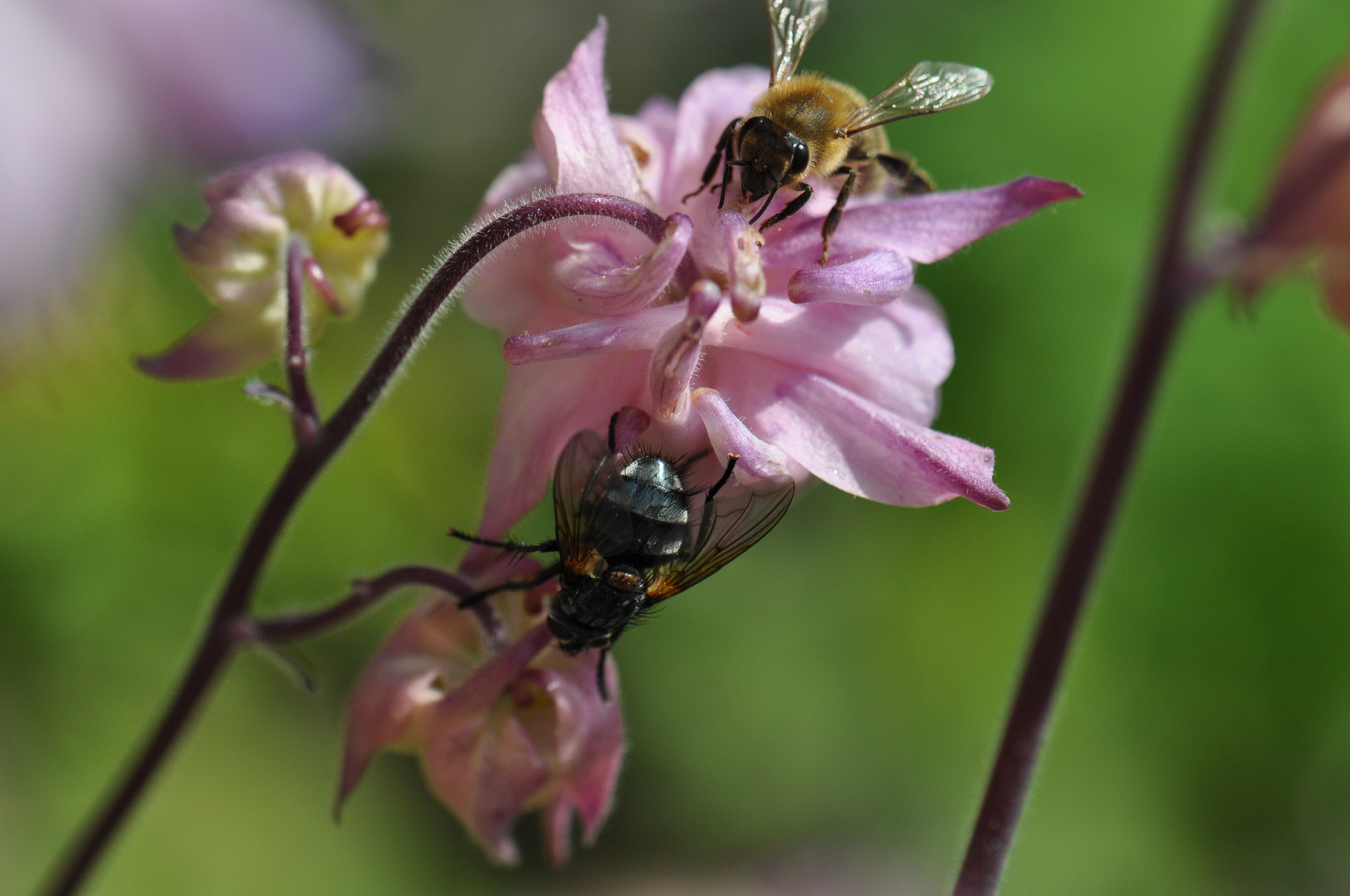 Biene und Mücke auf einer Blume