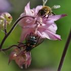 Biene und Mücke auf einer Blume