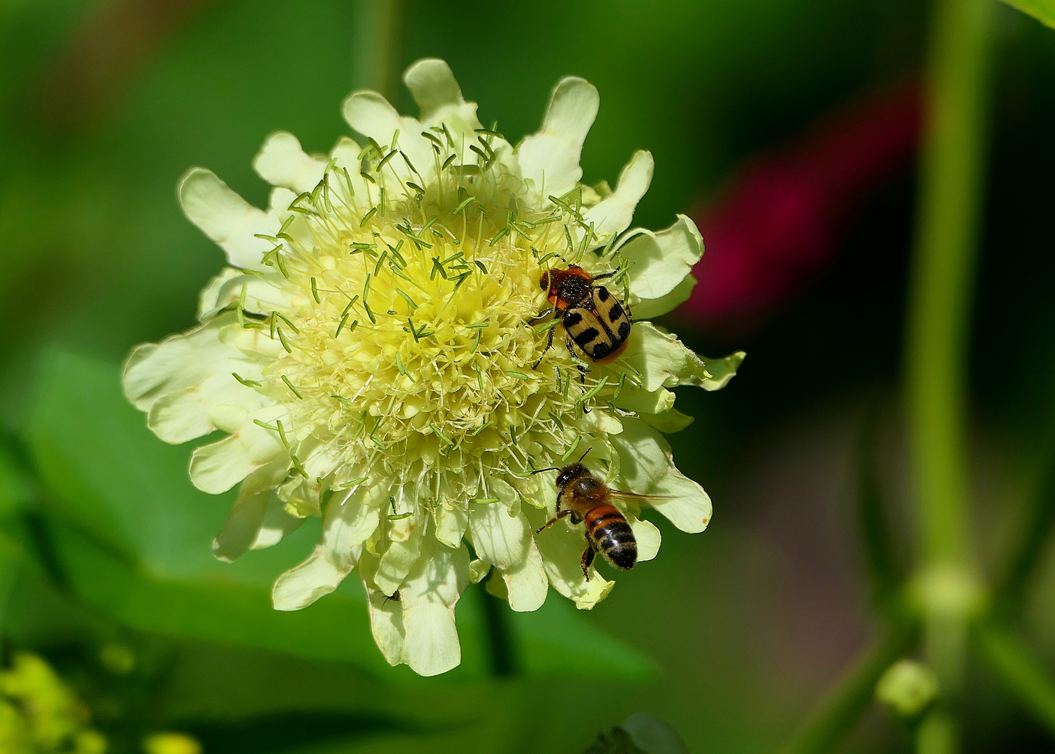 Biene und Pinselkäfer . . .