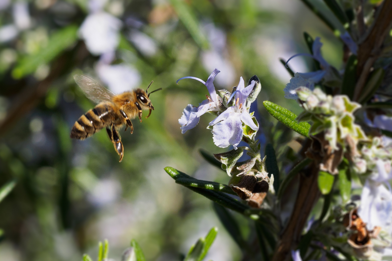 Biene und Rosmarin: im Anflug