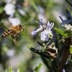 Biene und Rosmarin: im Anflug