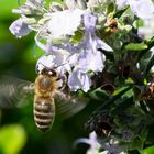 Biene und Rosmarin: Landung