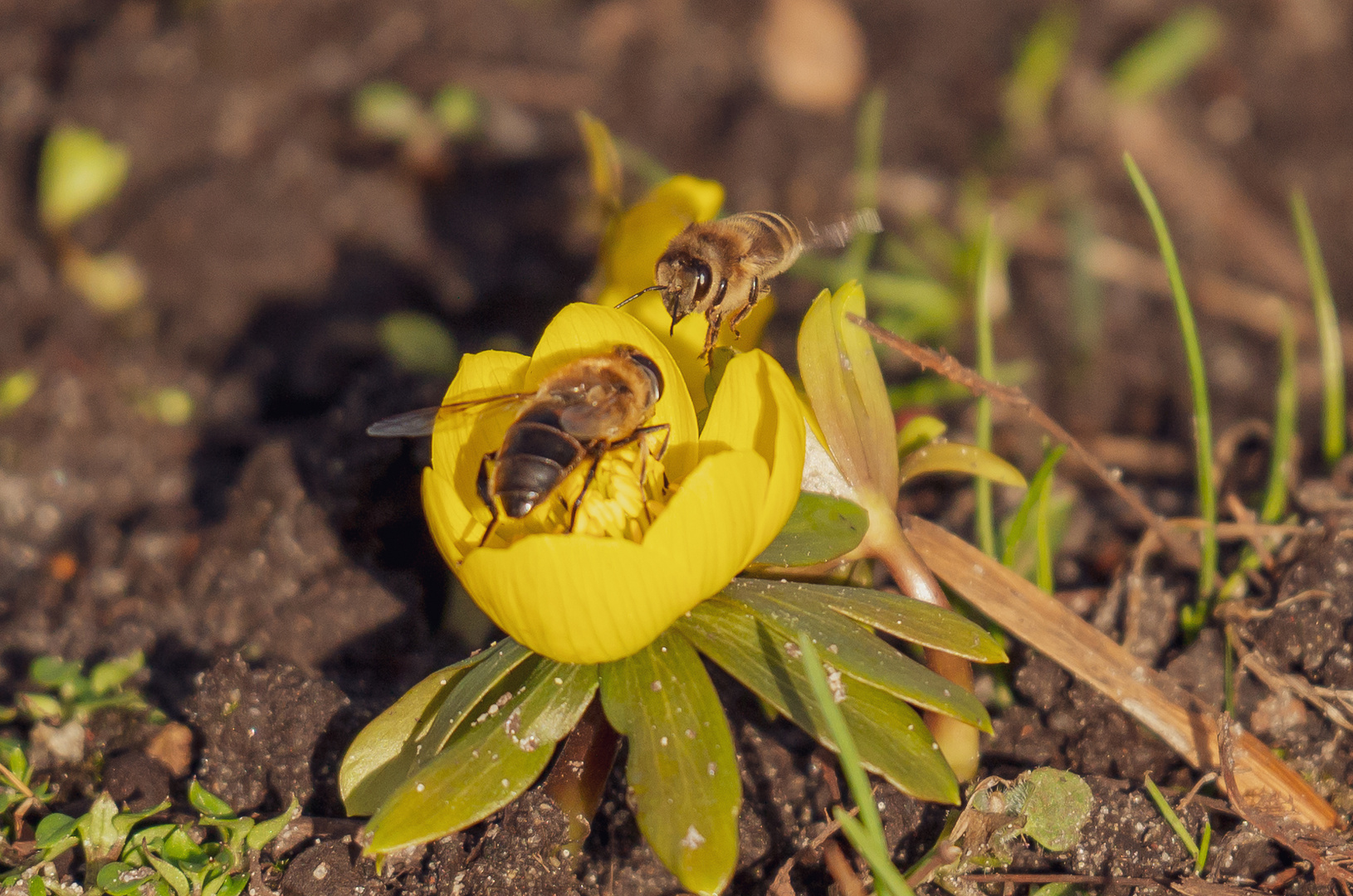 Biene und Schwebfliege