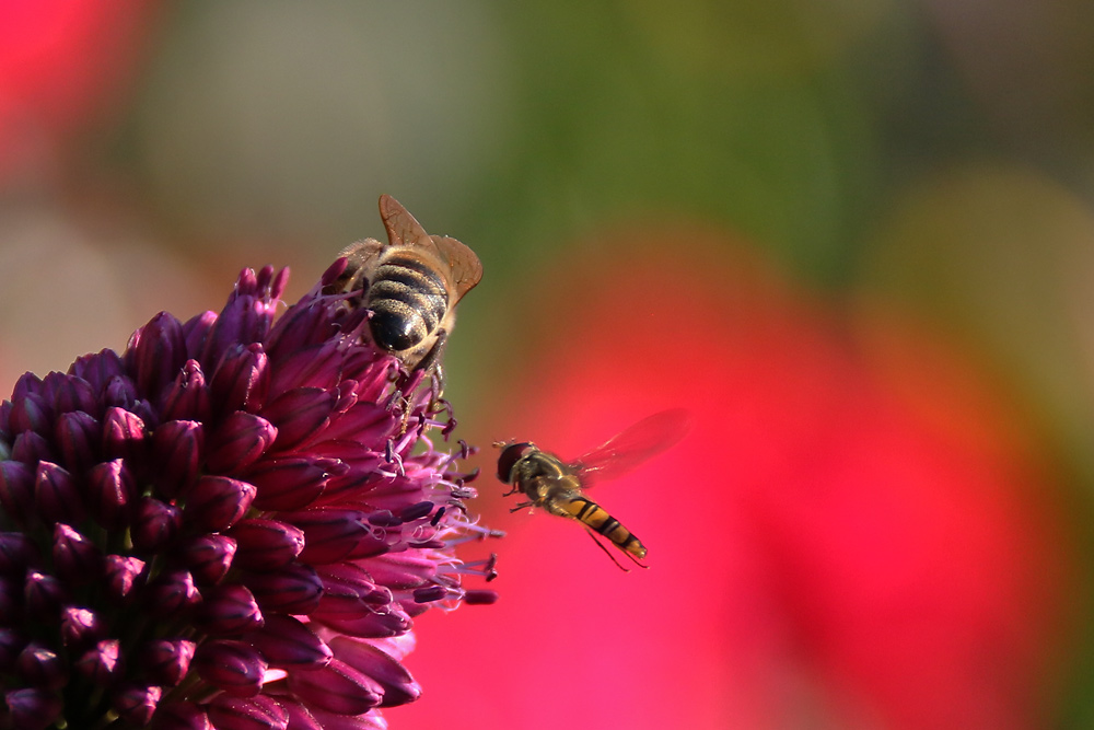 Biene und Schwebfliege