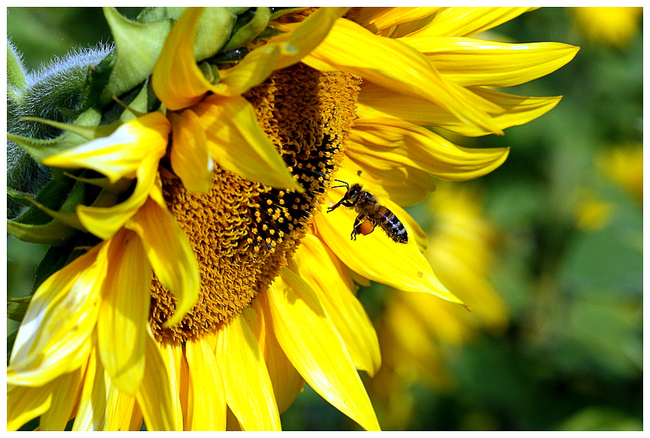 Biene und Sonnenblume