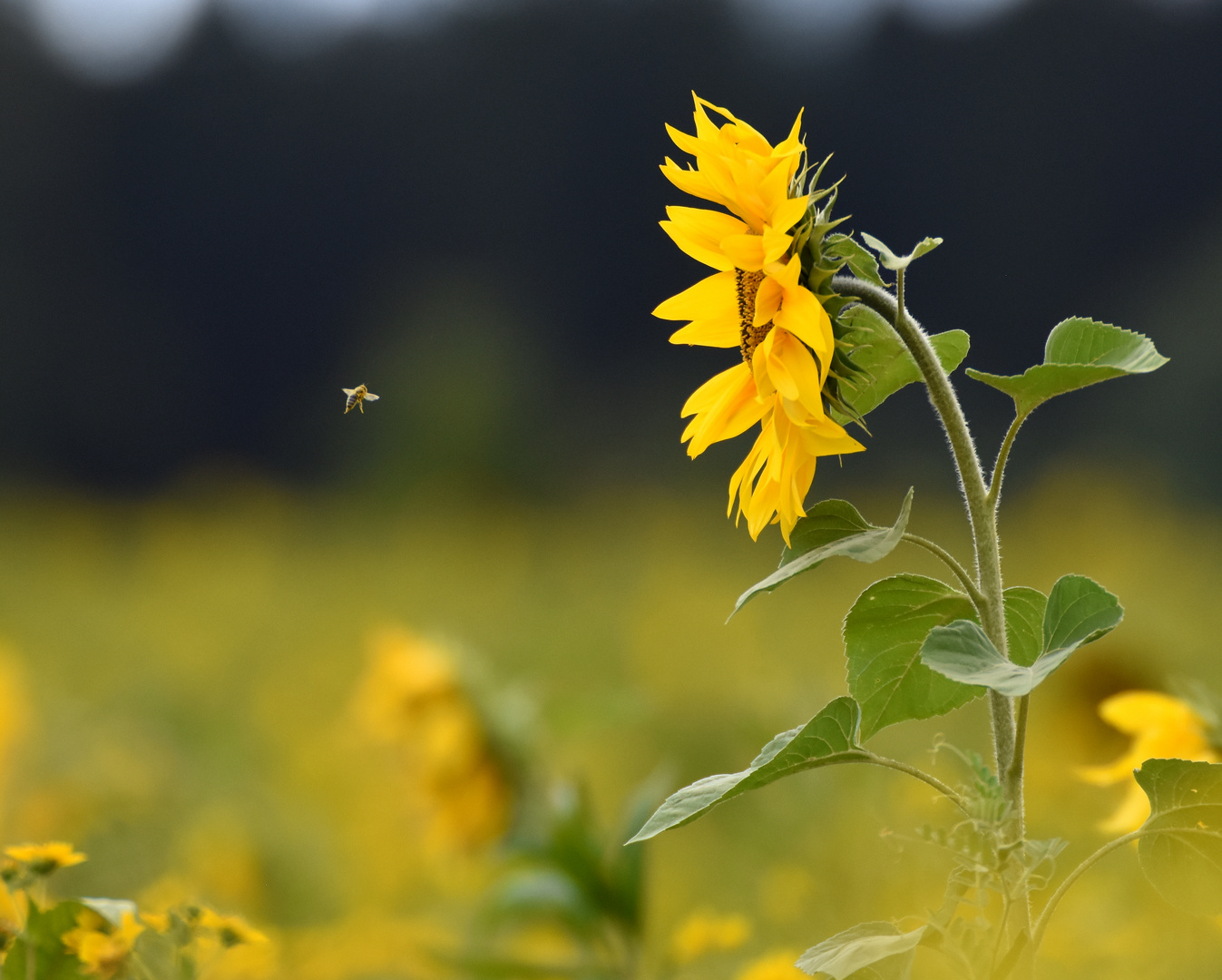 Biene und Sonnenblume