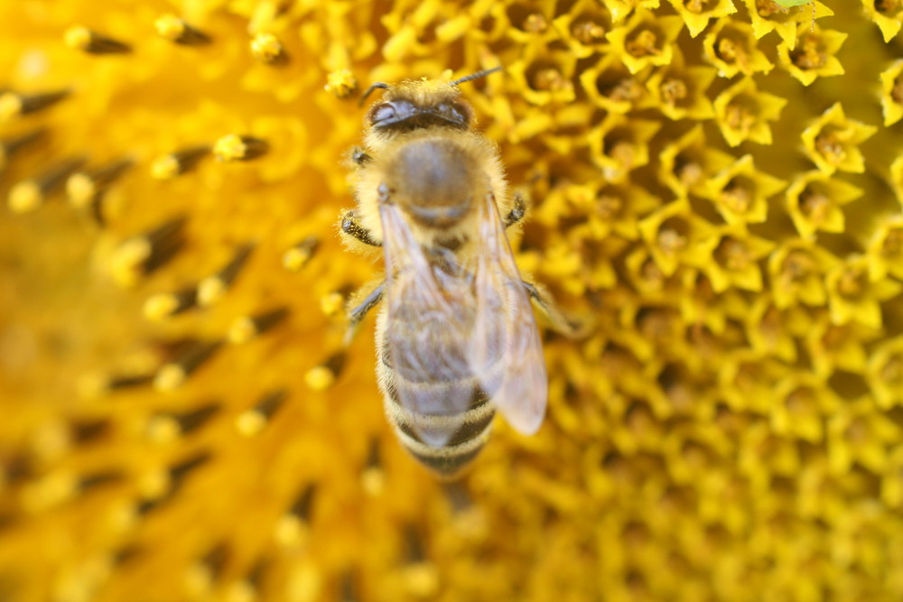 Biene und Sonnenblume