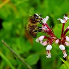 Biene und Steinbrechgewächs 