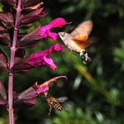 Biene und Taubenschwänzchen im Anflug