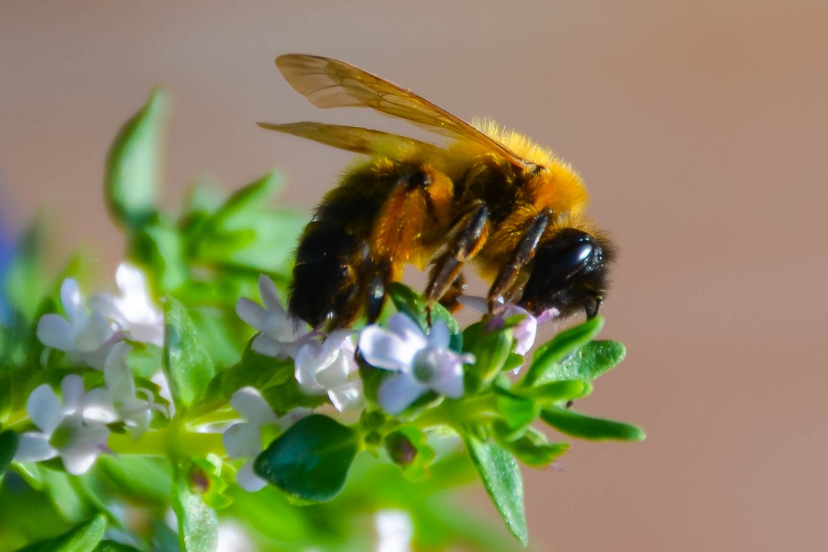 Biene und Thymian