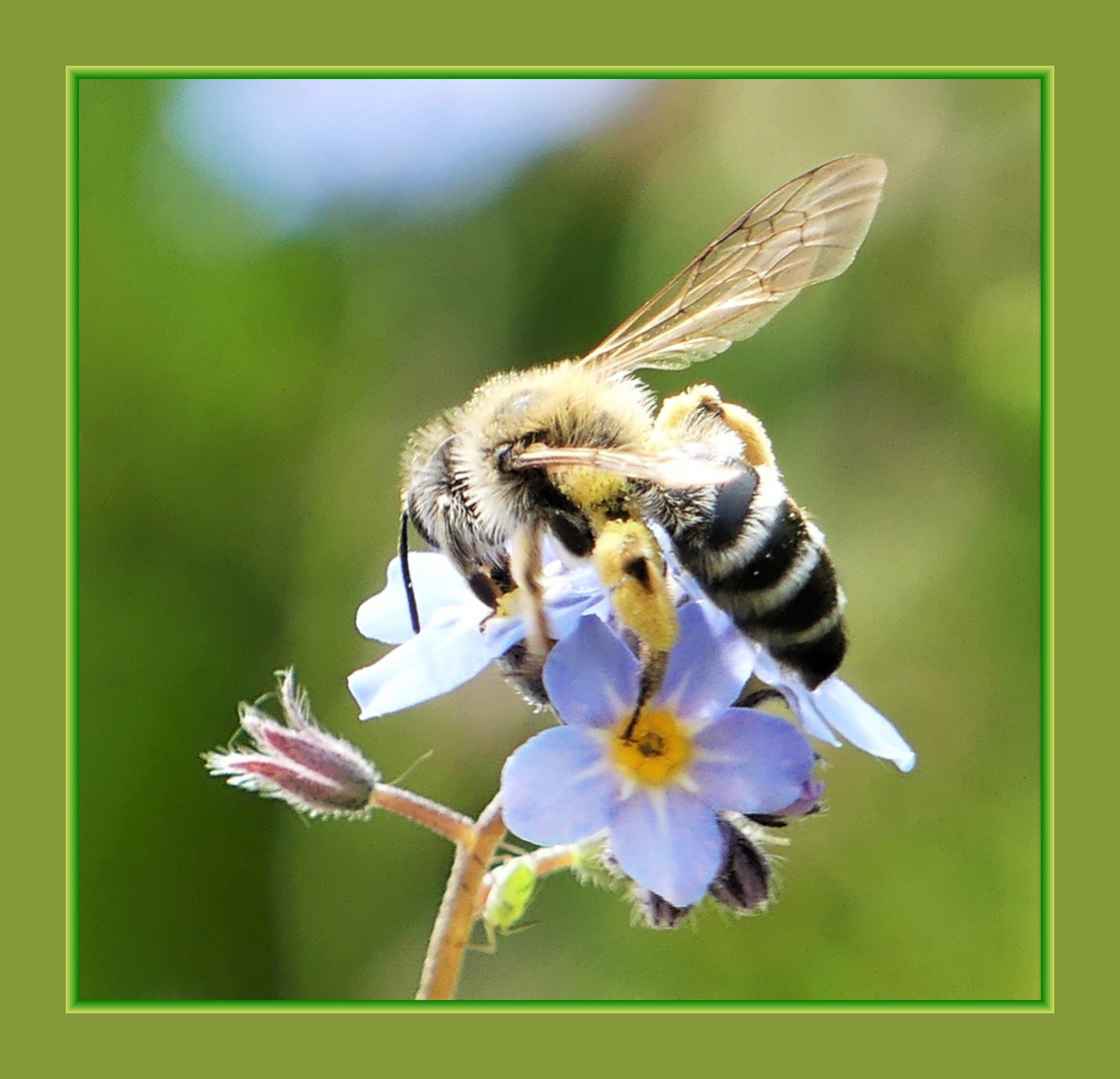 Biene und Vergißmeinnicht