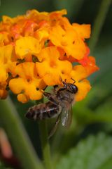 Biene und Wandelröschen-2