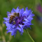 Biene und Wildblume