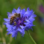 Biene und Wildblume