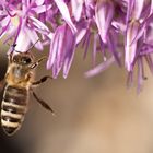 Biene unter rosa Blüten