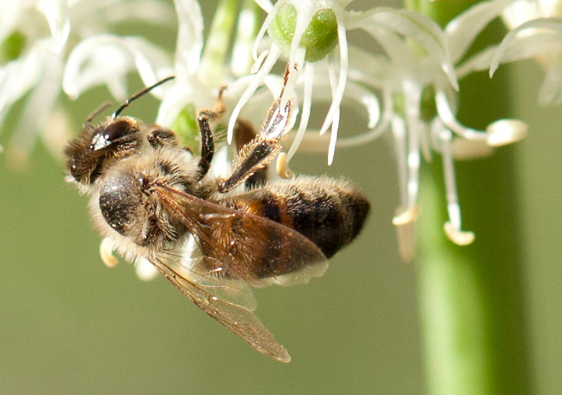 Biene unter weißen Blüten