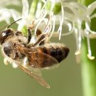 Biene unter weißen Blüten
