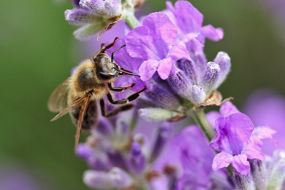 Biene unterwegs am Lavendel