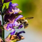 Biene verschlupft in Wiesensalbei