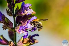 Biene verschlupft in Wiesensalbei