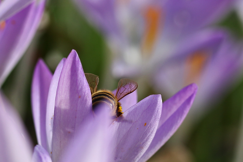 Biene vertieft in der Krokusblüte