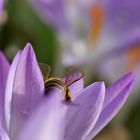 Biene vertieft in der Krokusblüte