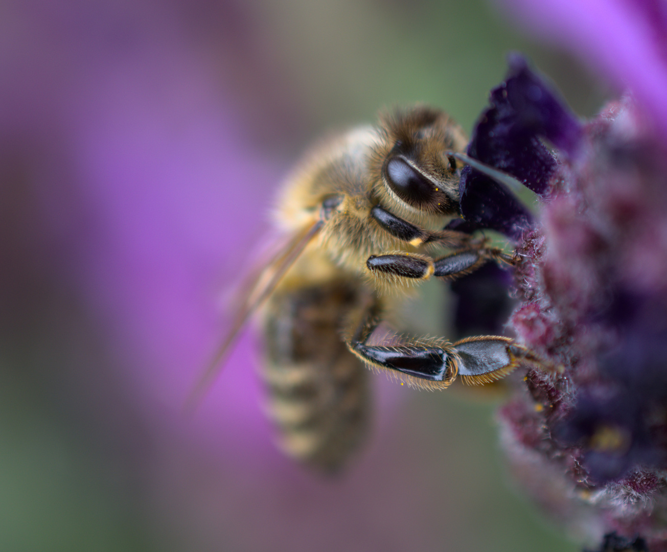 Biene verweilt am Lavendel