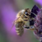 Biene verweilt am Lavendel