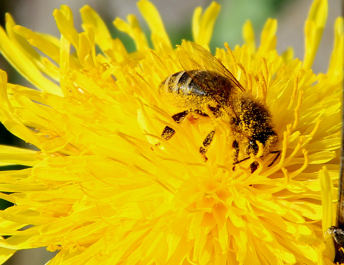 Biene voller Blütenstaub