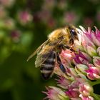 Biene vor Blütenpracht