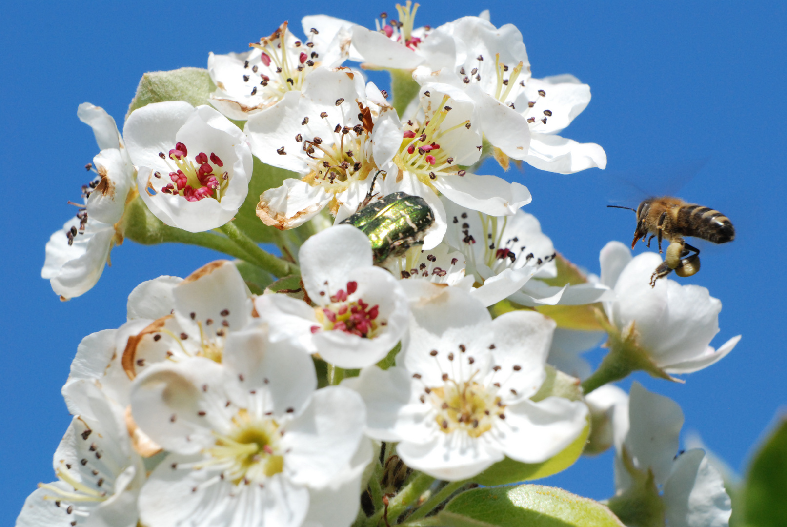 Biene vor Kirschblüten