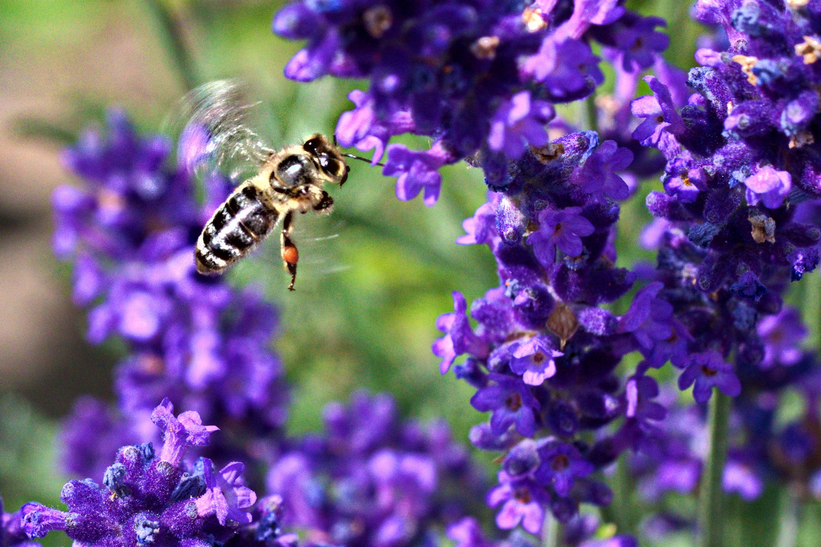 Biene vor Lavendel