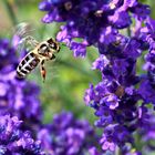 Biene vor Lavendel