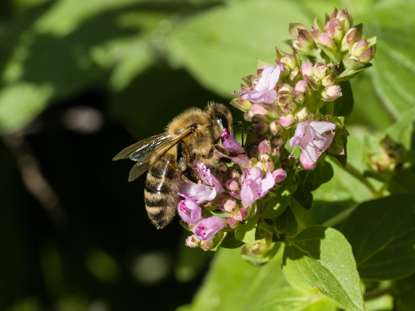 Biene vor leckerer Blüte