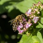 Biene vor leckerer Blüte